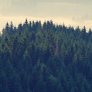 网页免费发手机号