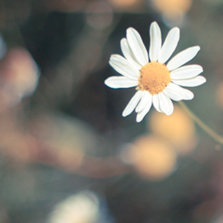 电话轰炸业务网