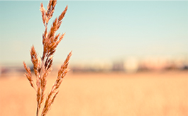 在线呼叫网页版软件